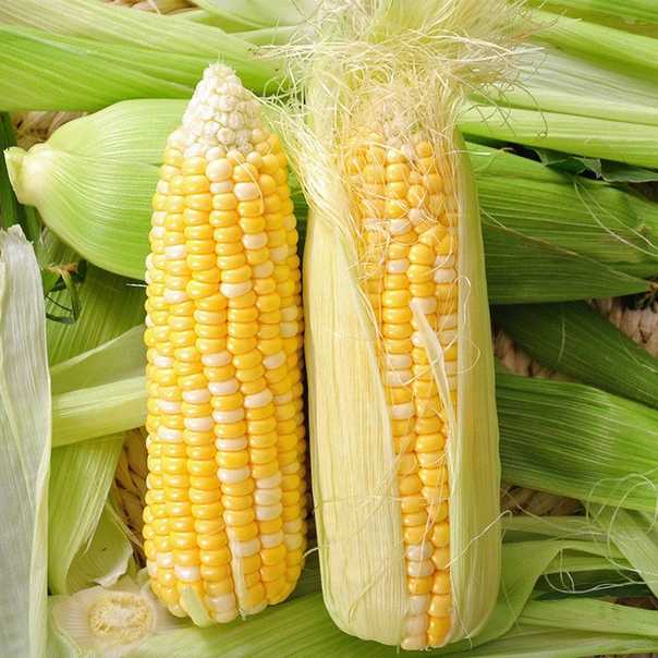 Ценность кукурузы — состав, полезные свойства и применение в народной медицине