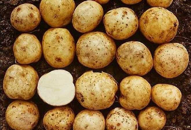 Картофель "сифра": описание сорта, характеристики и фото картошки русский фермер