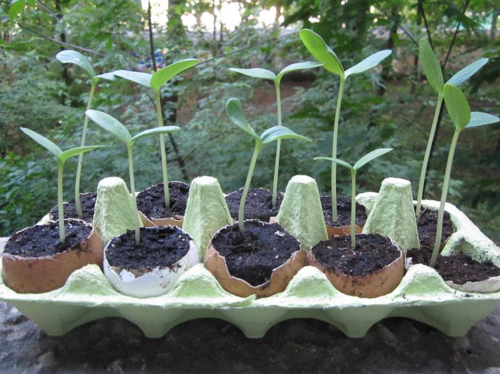 Правила посадки тыквы рассадой в открытый грунт: сроки посева, выращивание