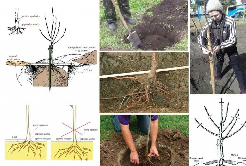 Посадка и уход за облепихой: как сажать и выращивать дерево, как цветет