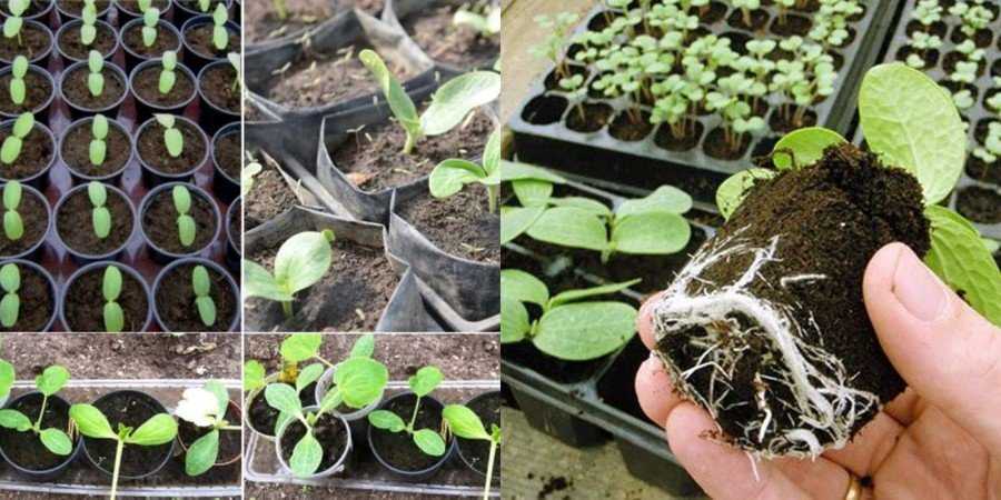 Выращивание хвойников из семян в домашних условиях, уход за рассадой