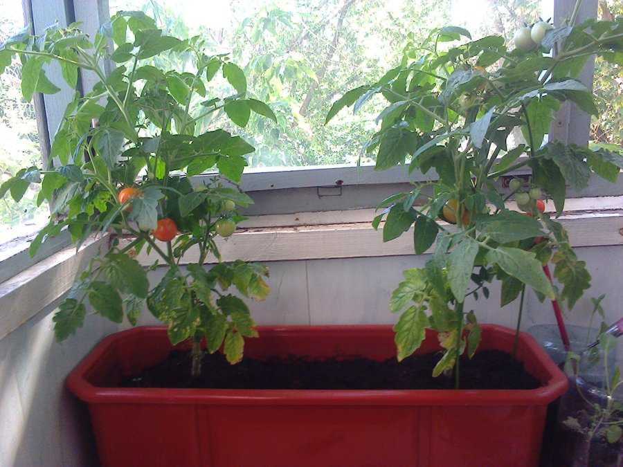 Томаты черри для теплицы - сорта помидоры, похожие на вишню: как выращивать лучшие сорта и ухаживать за кустом при выращивании?