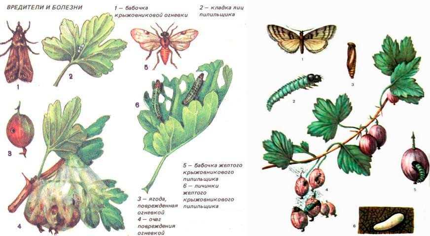 Болезни листьев и ягод клубники – как определить и что делать — agroxxi