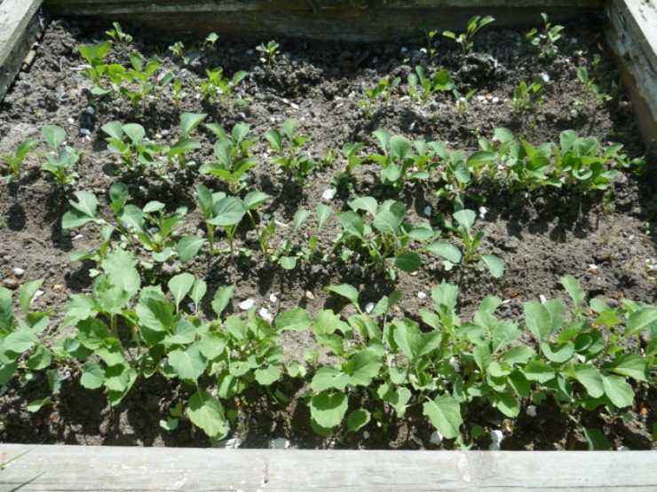 Посадка брокколи на рассаду: сроки посева и особенности выращивания, видео
