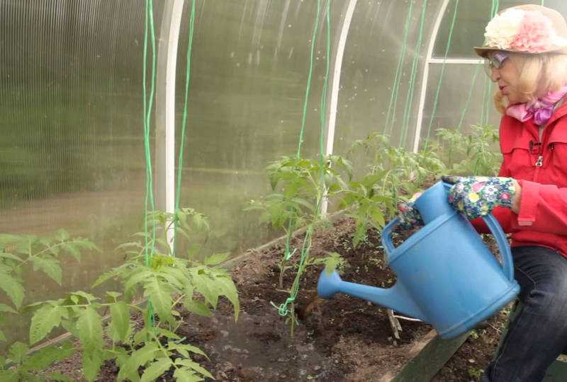 Выращивание помидоров в теплице: как поливать, подкормка и уход
