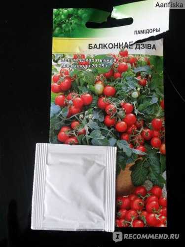 Как вырастить помидоры на балконе: подкормка, опыление, вредители