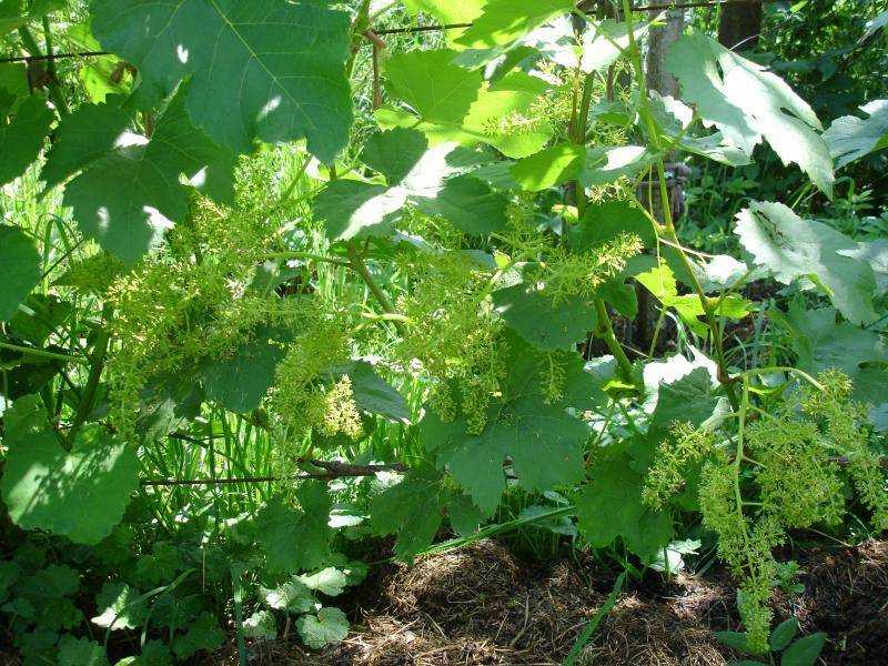 Виноград алешенькин описание и характеристика сорта, выращивание и уход, отзывы, фото