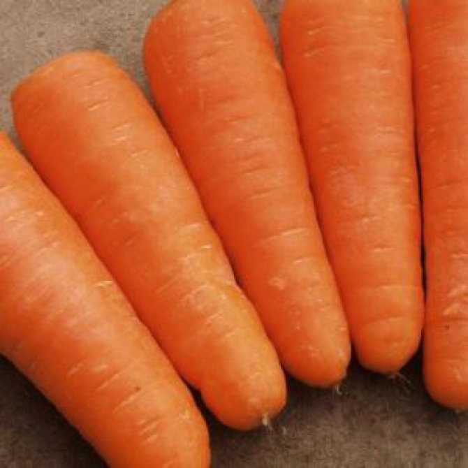 Почему морковка стала оранжевой? до 19 века морковь была фиолетовой!