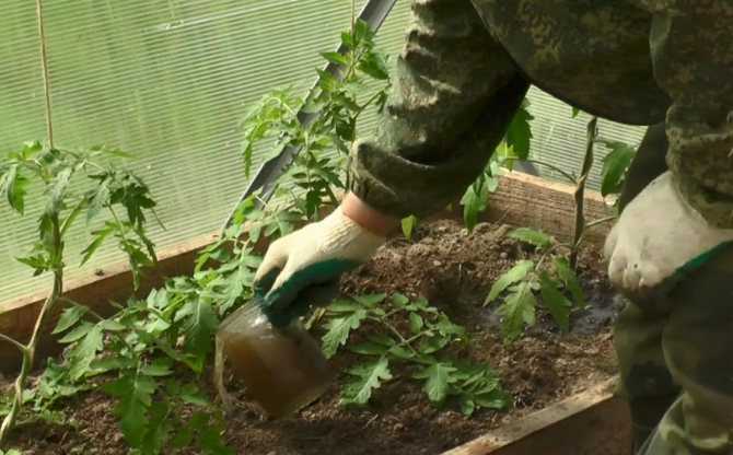 Подкормка помидоров при выращивании в открытом грунте и теплице