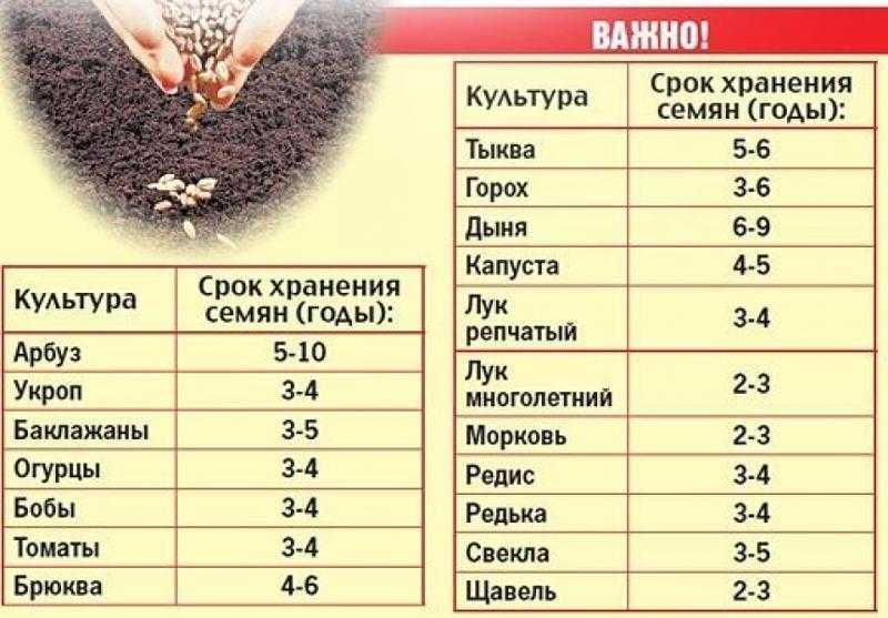 Хотите узнать, как выращивать редиску в домашних условиях? читайте статью – в ней все об этом!