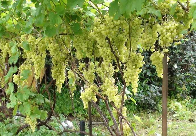 Тонкости выращивания высокоурожайного винограда столового сорта алешенькин