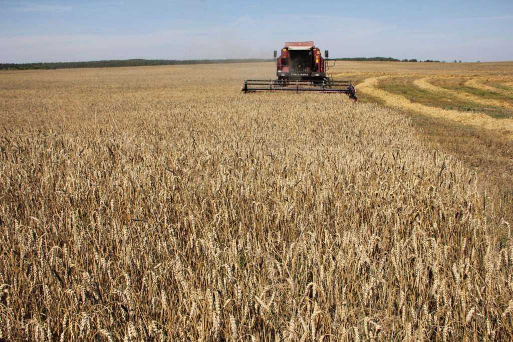 Выращивание пшеницы: технология, условия, регионы
