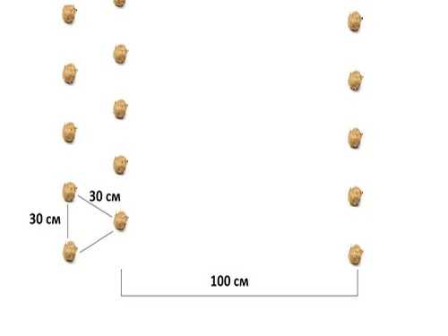 Какое расстояние между посадкой картофеля. Схема посадки картофеля в открытом грунте. Посадка картошки сдвоенными рядами. Схема посадки картофеля в открытом грунте расстояние между рядами. Схема сдвоенной посадки картофеля.