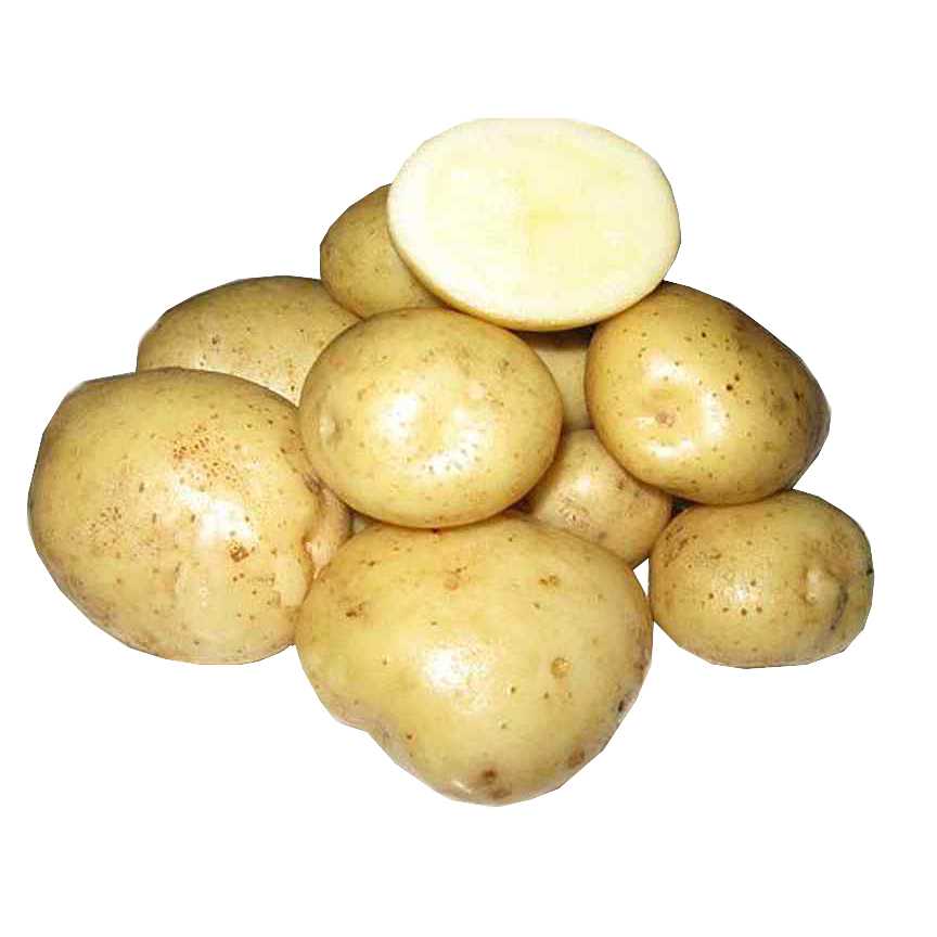 Картофель «адретта»: немецкий урожайный сорт