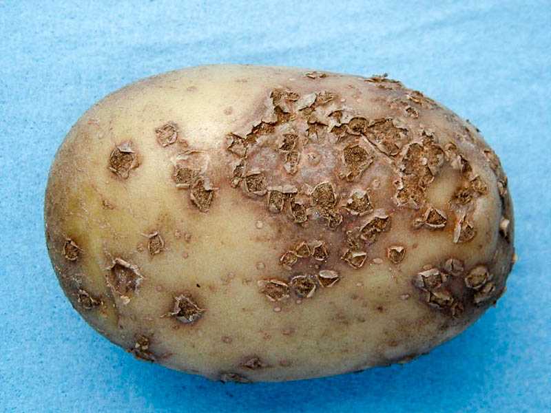 Картошка в погребе покрывается плесенью