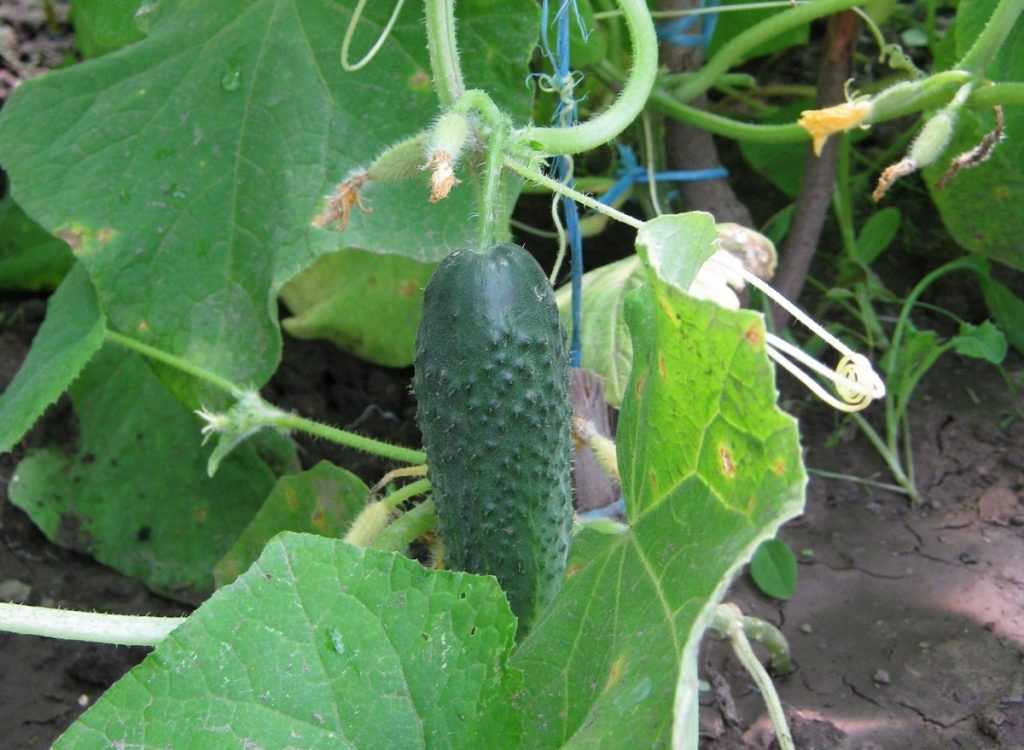 Огурец гинга f1: отзывы дачников с опытом, описание и инструкция по выращиванию, применение урожая