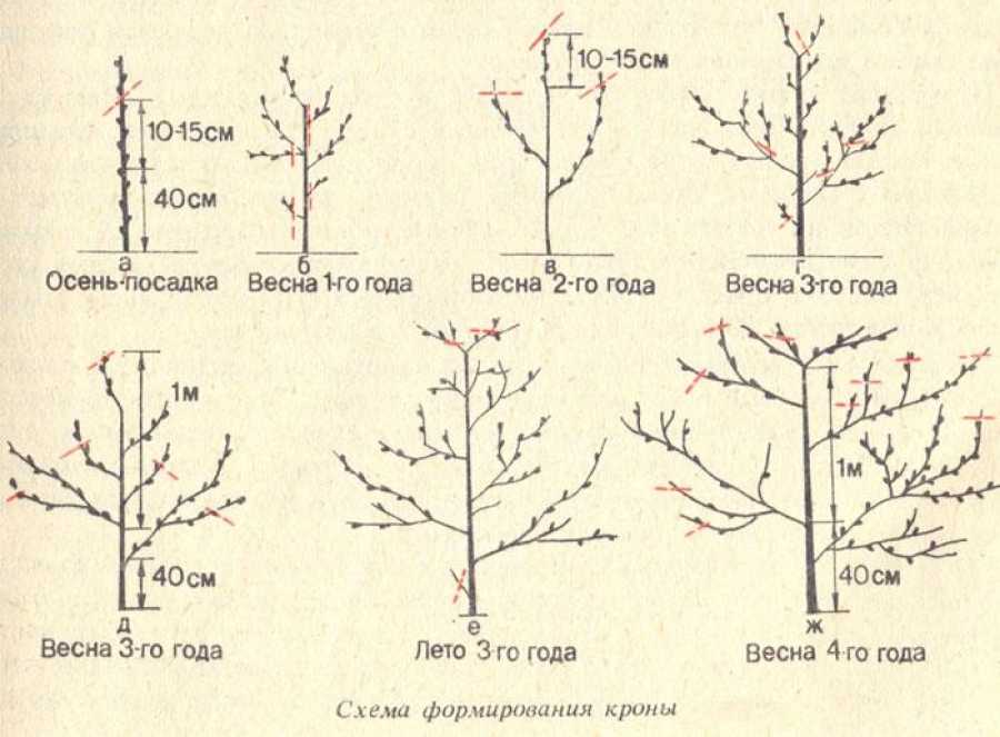 Правила полива плодовых деревьев от саженца до взрослого дерева