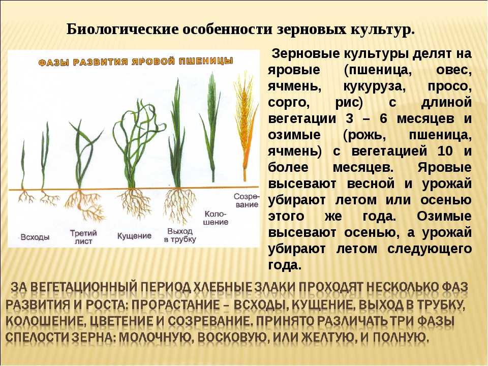 Сорта (виды) озимой и яровой пшеницы