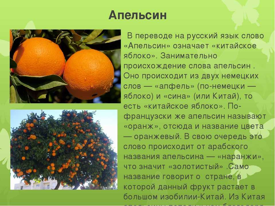 Апельсин новые слова. Происхождение слова апельсин. Апельсин для презентации. Апельсиновое дерево описание. Информация о апельсине.