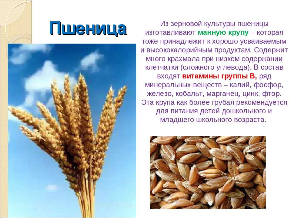 Отличия фуражного зерна и продовольственного, описание и как выглядит