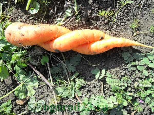 Почему морковь корявая и рогатая: причины, от чего морковка вырастает кривая, уродливая и раздваивается, как этого избежать