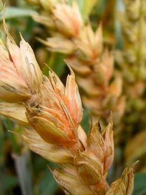 Фузариоз пшеницы: чем обрабатывать, причины