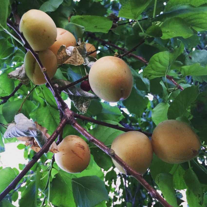 Как вырастить абрикос из косточки в домашних условиях: посадка и уход за деревом