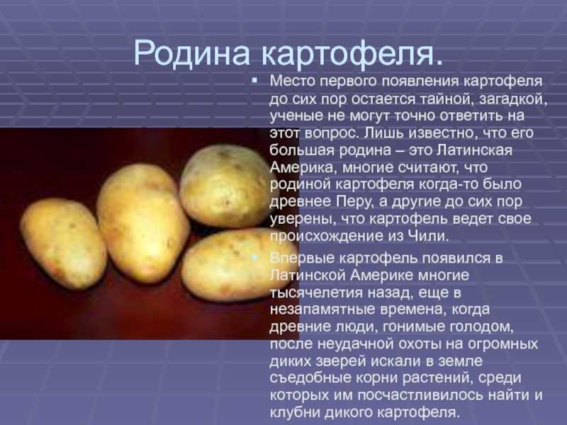 Откуда картошка в россии. Доклад о картофеле 3 класс окружающий мир. Картофель презентация. Картошка для презентации. Доклад о картошке.