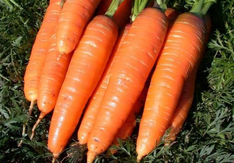 Морковь королева осени: описание позднего сорта с отзывами и фото
