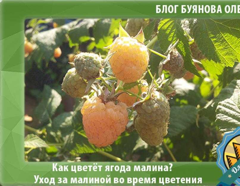 Уход за малиной весной, в том числе в беларуси, подмосковье, средней полосе россии и в других регионах