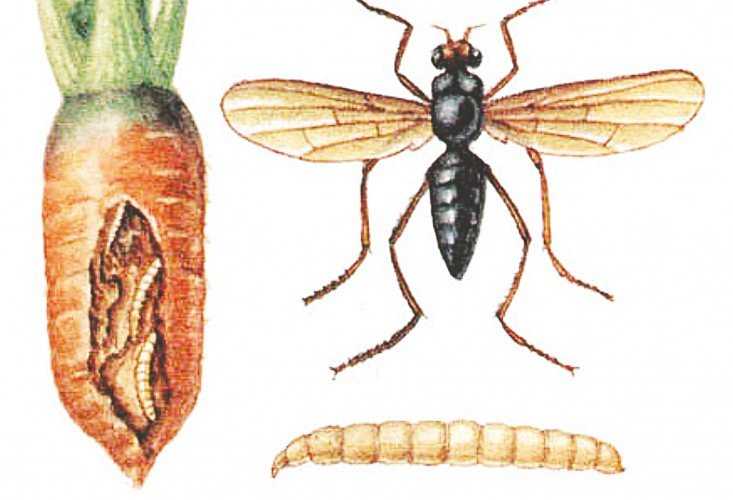 Морковная муха: как с ней бороться, чем обработать, народные средства