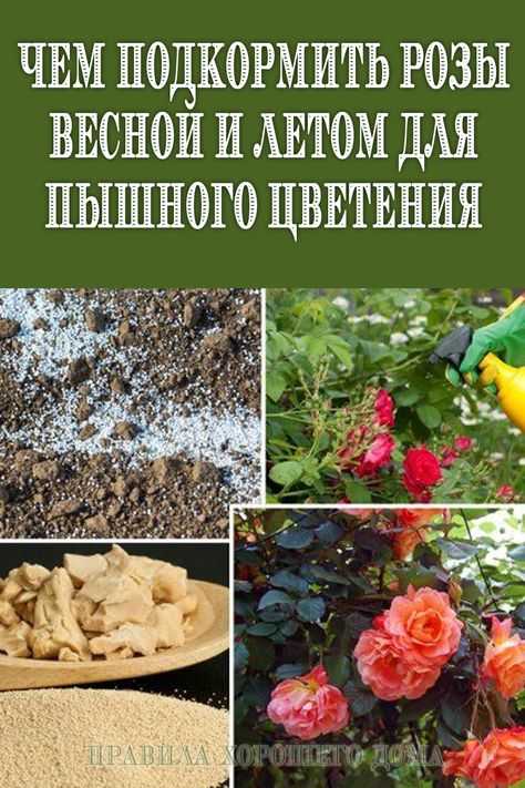 Чем подкормить розы в мае, чтобы они пышно цвели все лето на supersadovnik.ru