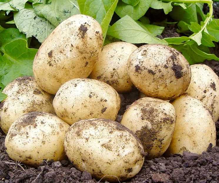 Каратоп: описание семенного сорта картофеля, характеристики, агротехника
