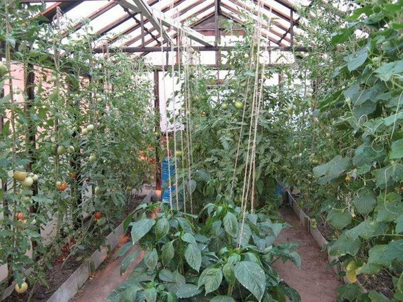 Баклажаны в теплице: выращивание и правильный уход