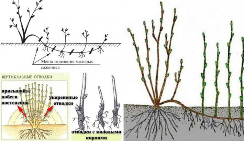 Калина посадка и уход в открытом грунте: описание как правильно вырастить калину. правила пересадки и выращивания (75 фото)