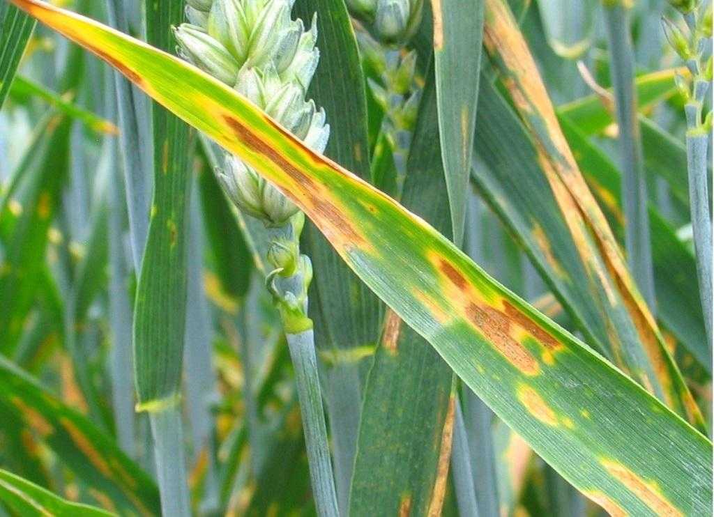 Фузариоз пшеницы: чем обрабатывать, причины