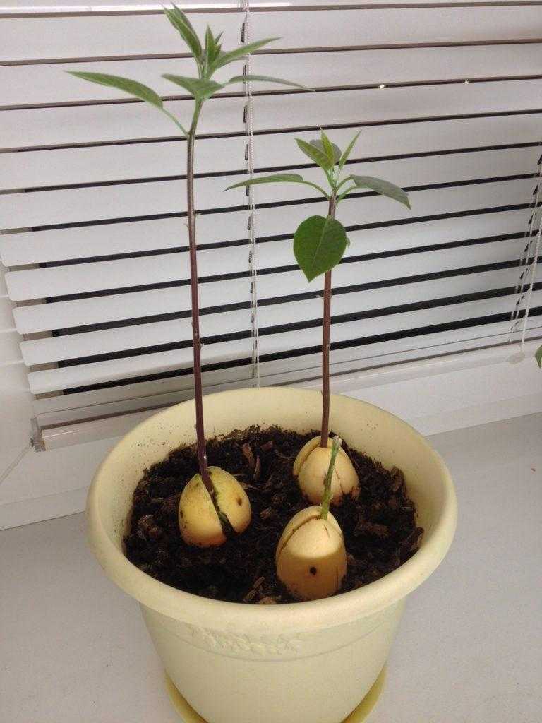 Как посадить и вырастить авокадо из косточки дома