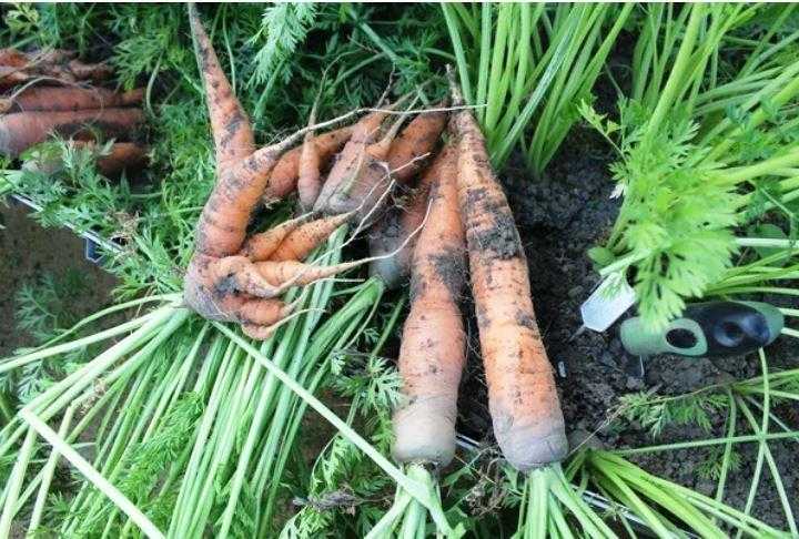 Почему морковь тонкая и длинная. рогатая, мохнатая, корявая морковь – почему морковка вырастает уродливой