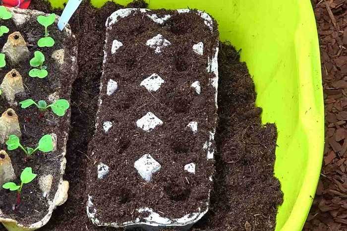 Как посадить редис в открытый грунт, рекомендации и уход