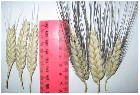 Характеристики твёрдых сортов пшеницы, особенности выращивания и применения