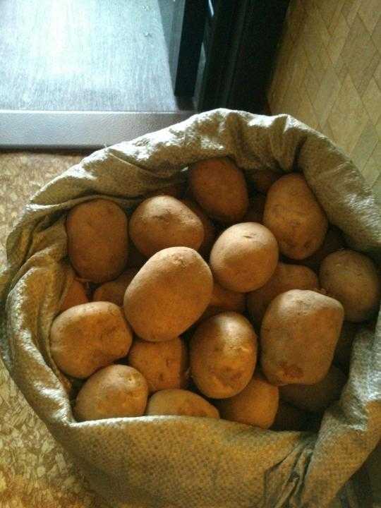 Среднеранний сорт картофеля чародей от отечественных селекционеров