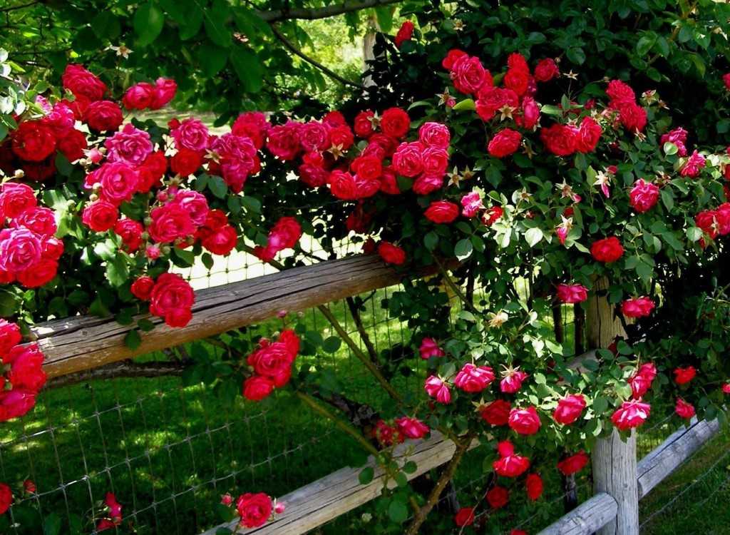 Уход за розами в саду на даче весной, летом и осенью