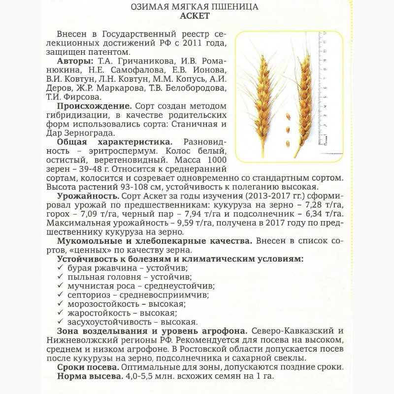 Пшеница юка: характеристика и описание озимого сорта, особенности выращивания, преимущества и недостатки, отзывы