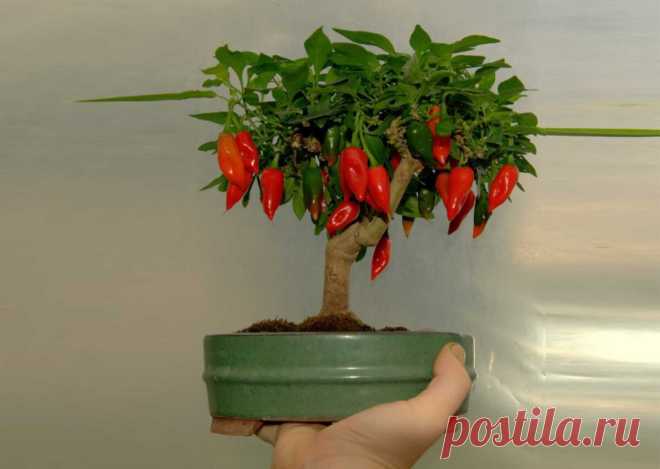 Декоративный перец (46 фото): выращивание комнатного острого растения на подоконнике и в горшке на балконе, уход в домашних условиях