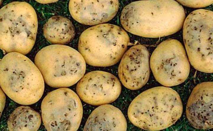 Все о картофельной моли: описание, фото, а также как с ней бороться? русский фермер
