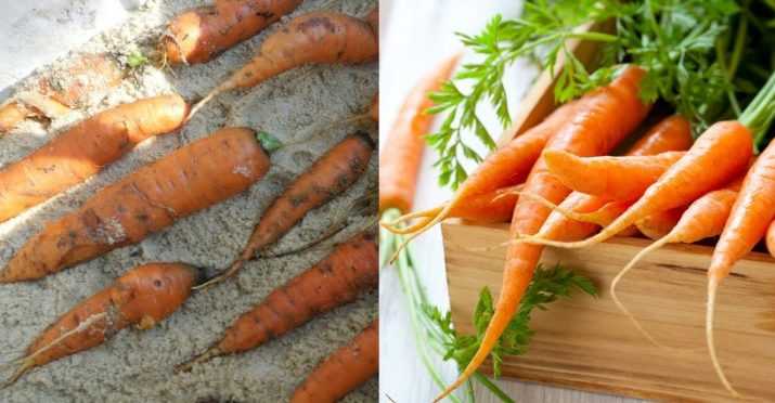 Какова оптимальная температура хранения моркови и что будет, если ее нарушить?