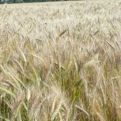 Тритикале описание и выращивание гибрида ржи и пшеницы - агро эксперт