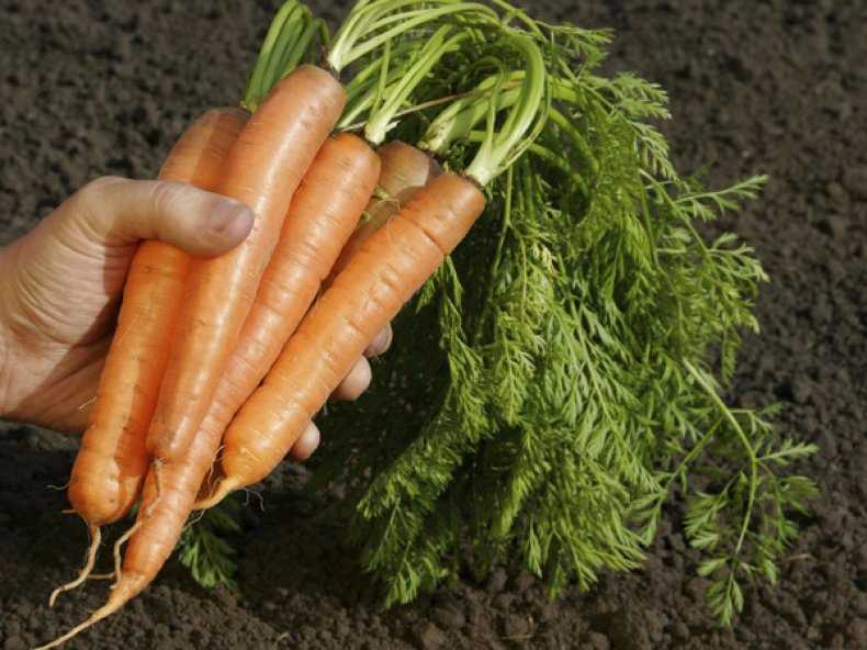 Почему морковь не растет: что делать чтобы ускорить рост
