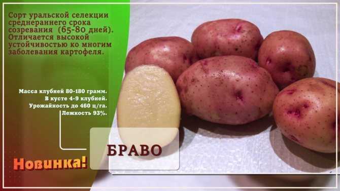 Сорт картофеля «чугунка»: характеристика, описание, урожайность, отзывы и фото