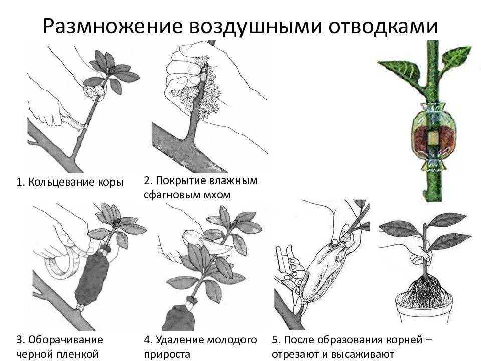 Как вырастить вишню и сливу из зеленых черенков